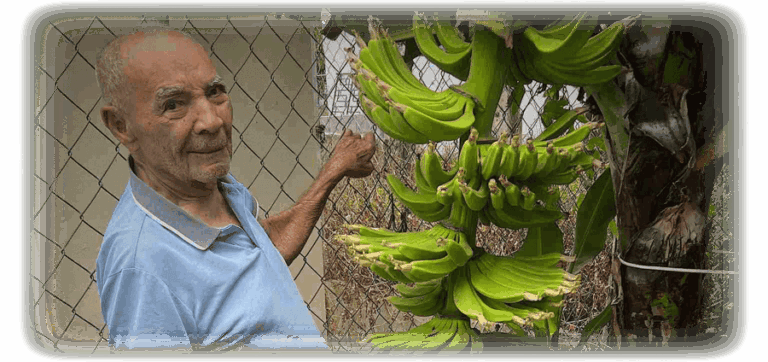 Muestra a un hombre de edad avanzada y feliz de pie junto a un árbol de plátano.