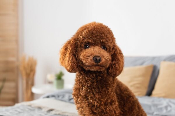 groomed-poodle-looking-at-camera-in-bedroom-2026-03-11-04-11-30-utc